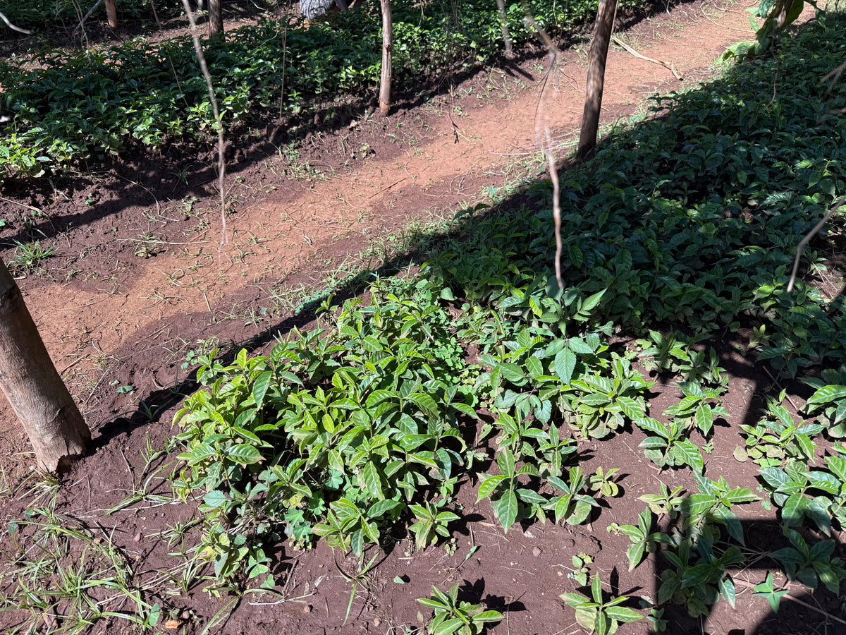 Aricha - Etiopia