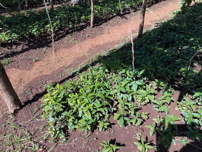 Aricha - Etiopia