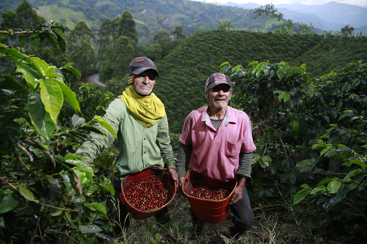 Descafeinado - Colombia