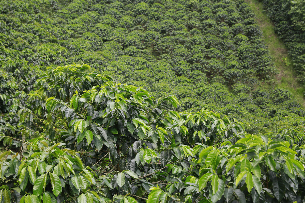 Descafeinado - Colombia