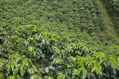 Descafeinado - Colombia