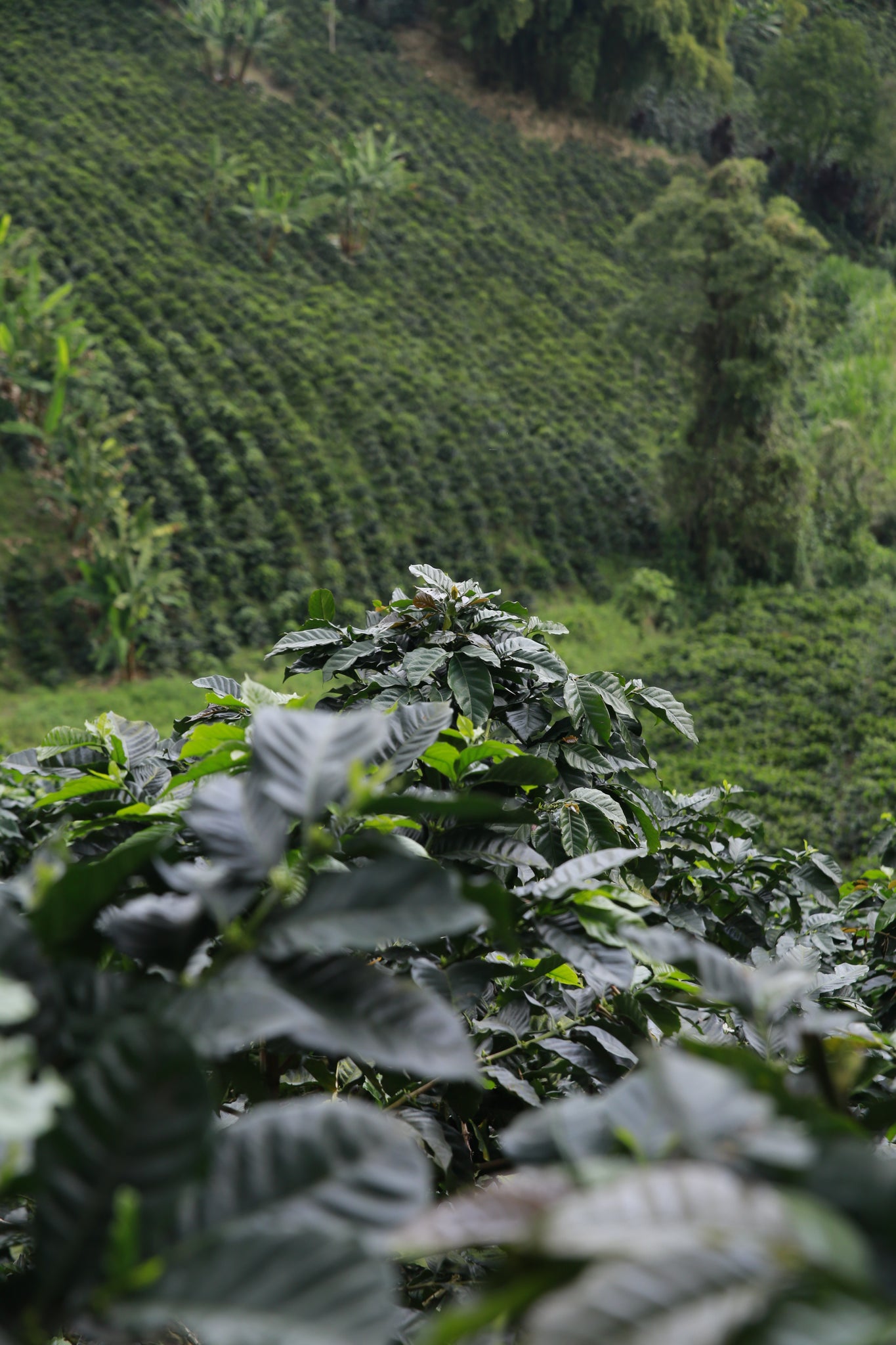 Cultivo de café de especialidad Colombia